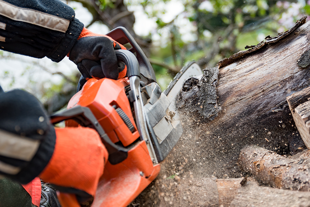 cutting logs with chainsaw
