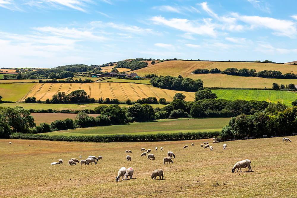 expanse of countryside with sheep